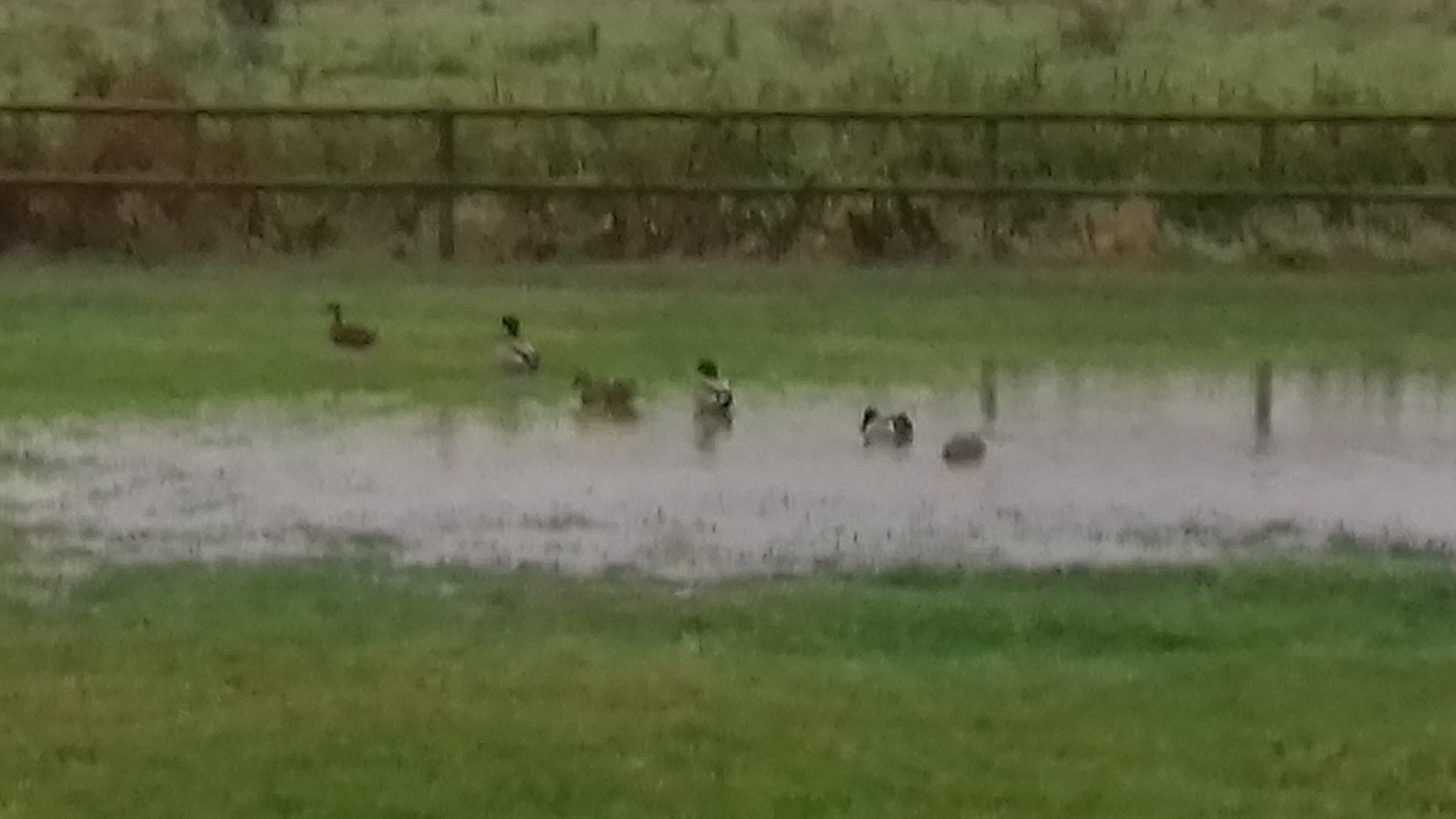 1 Good weather for ducks